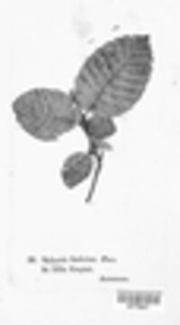 Gnomonia fimbriata image